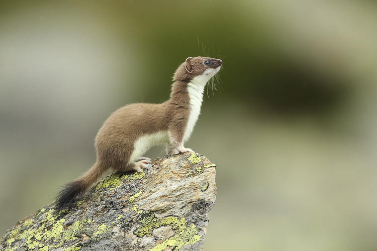 Un Piccolo Carnivoro Dalla Pelliccia Pregiata