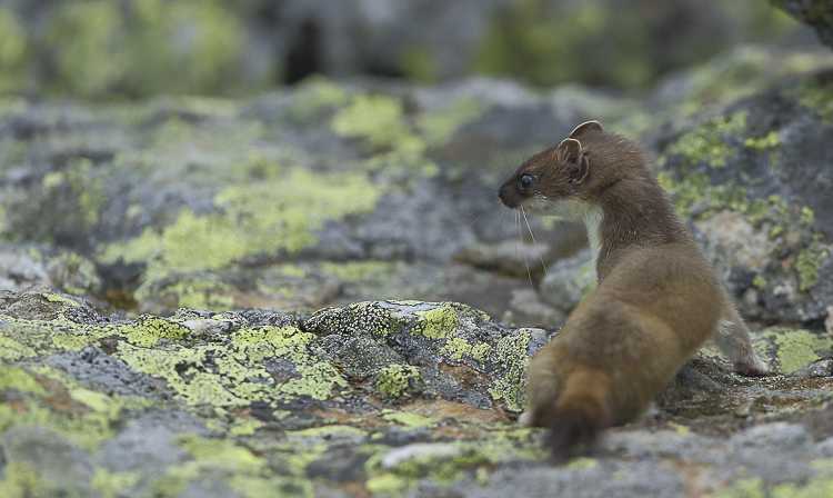 Un Piccolo Carnivoro Dalla Pelliccia Pregiata