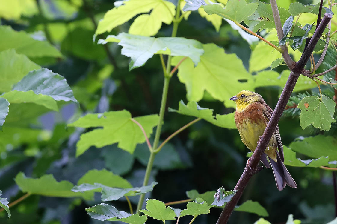 Il Mondo Nascosto Della Val Di Fiemme